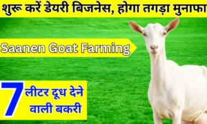 Saanen Goat Farming